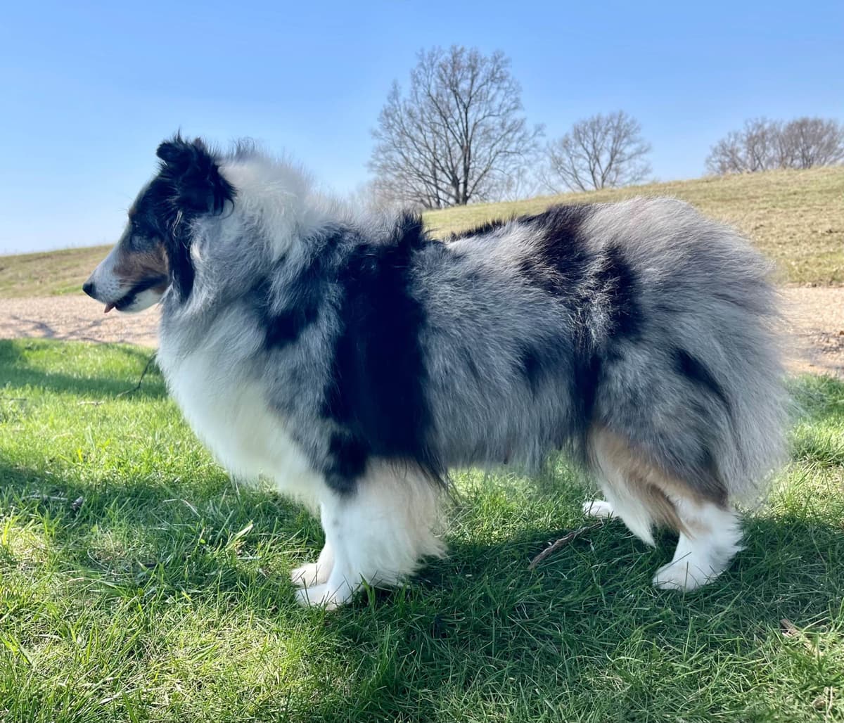 Shetland Sheepdog Puppies breeder image 2
