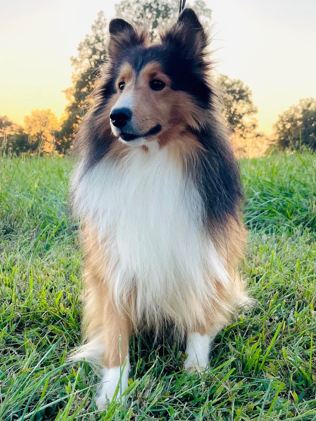 Shetland Sheepdog Puppies breeder image 3