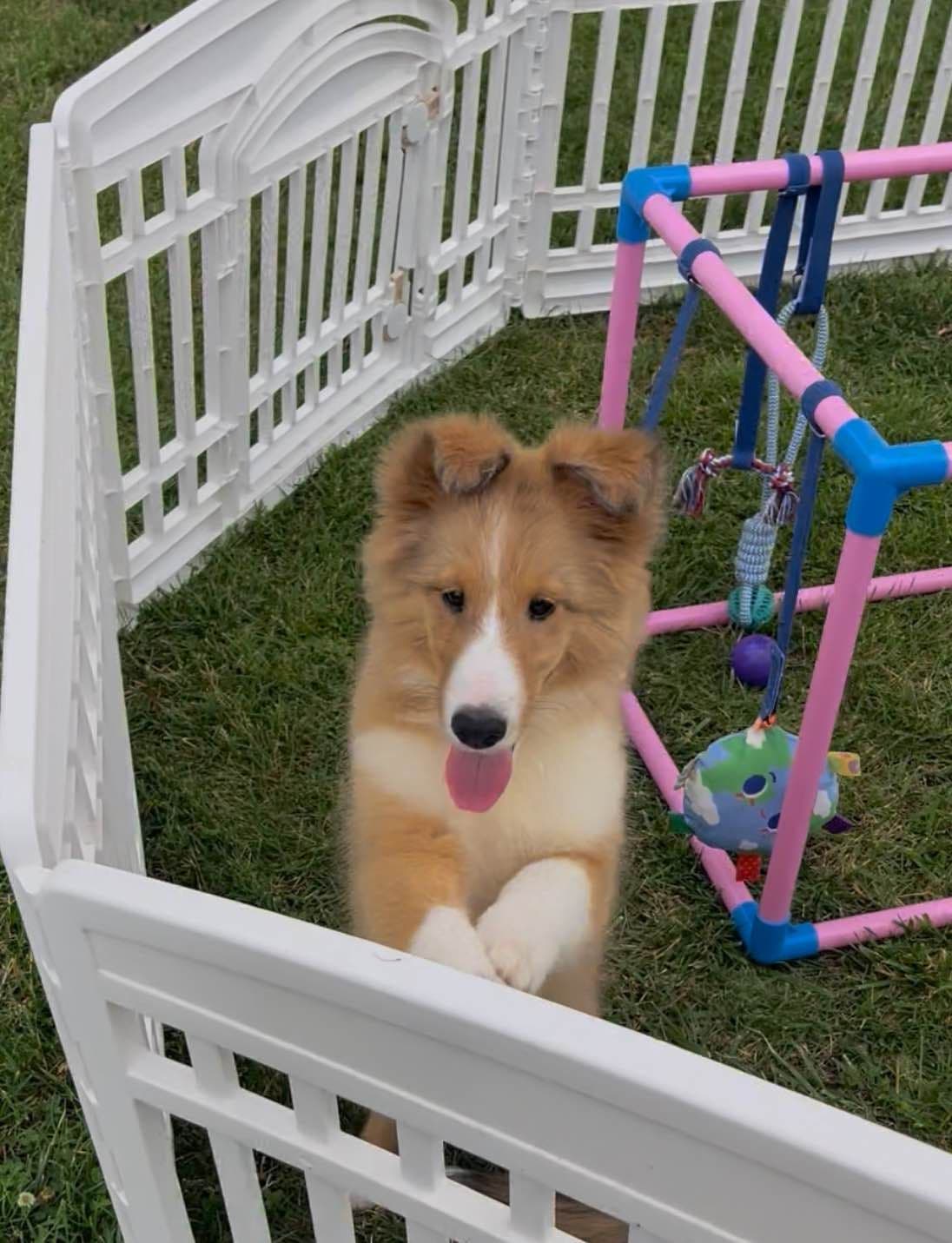 Shetland Sheepdog Puppies breeder image 6