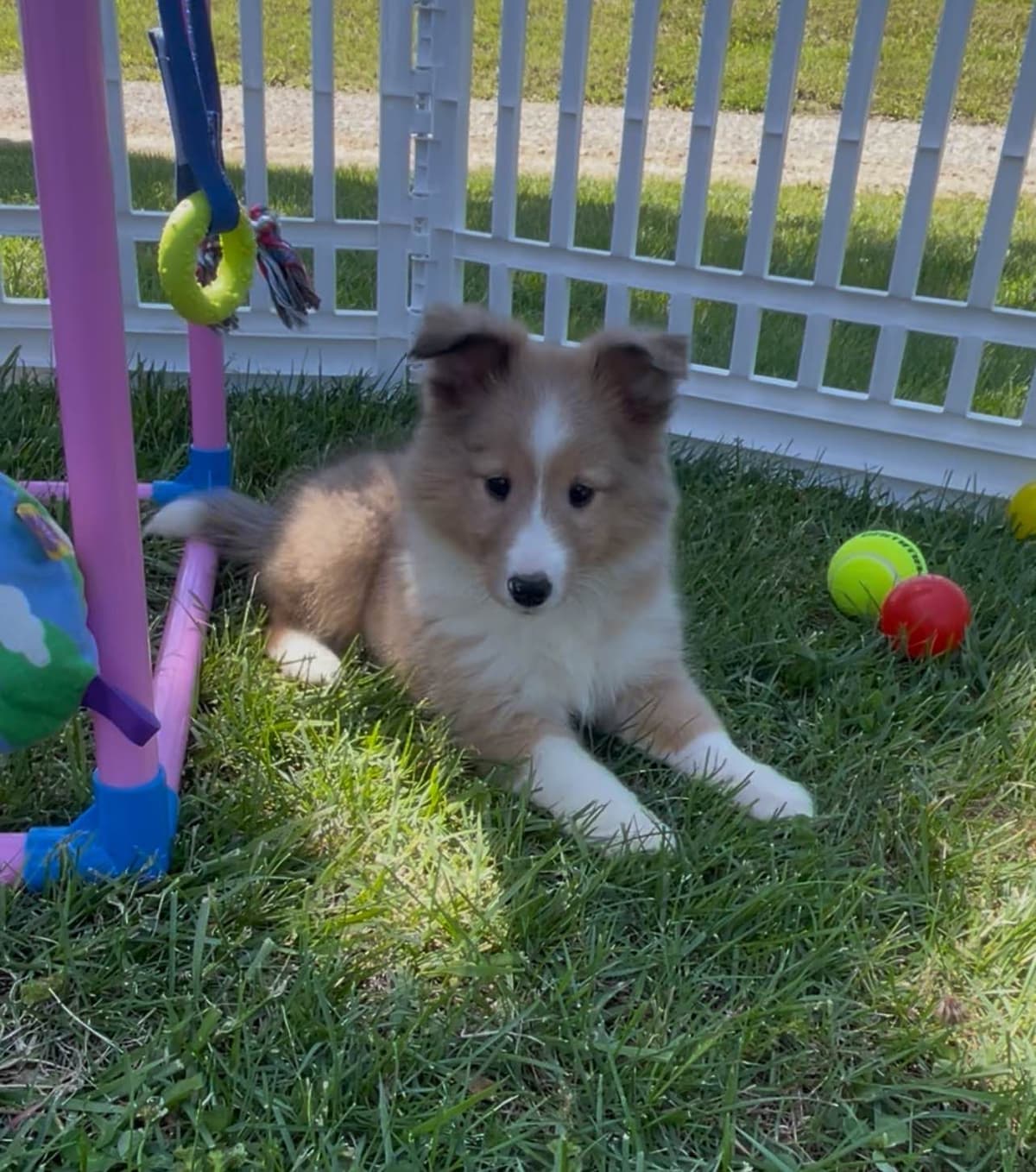Shetland Sheepdog Puppies breeder image 7