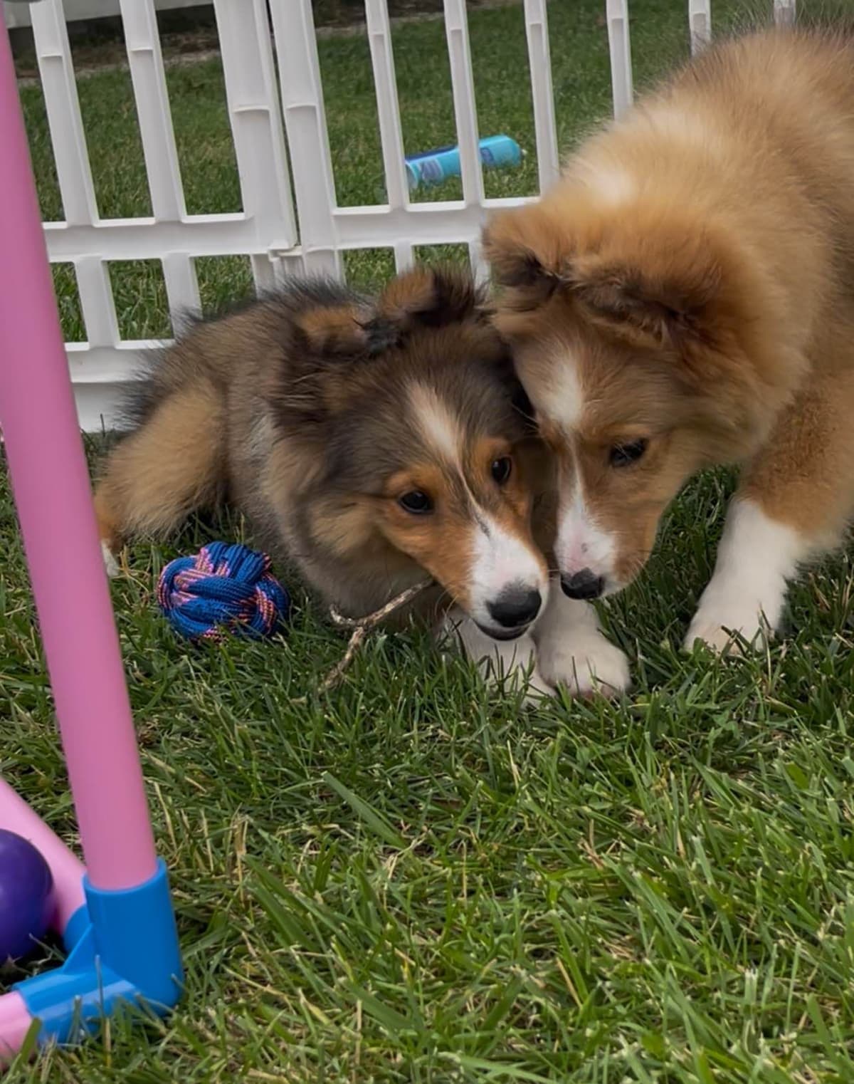 Shetland Sheepdog Puppies breeder image 8