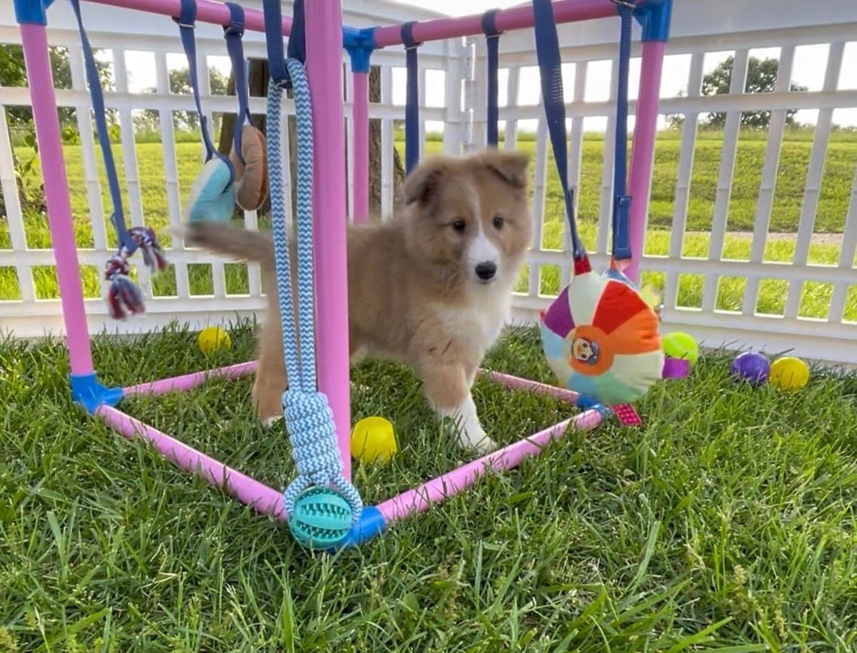 Shetland Sheepdog Puppies breeder image 9