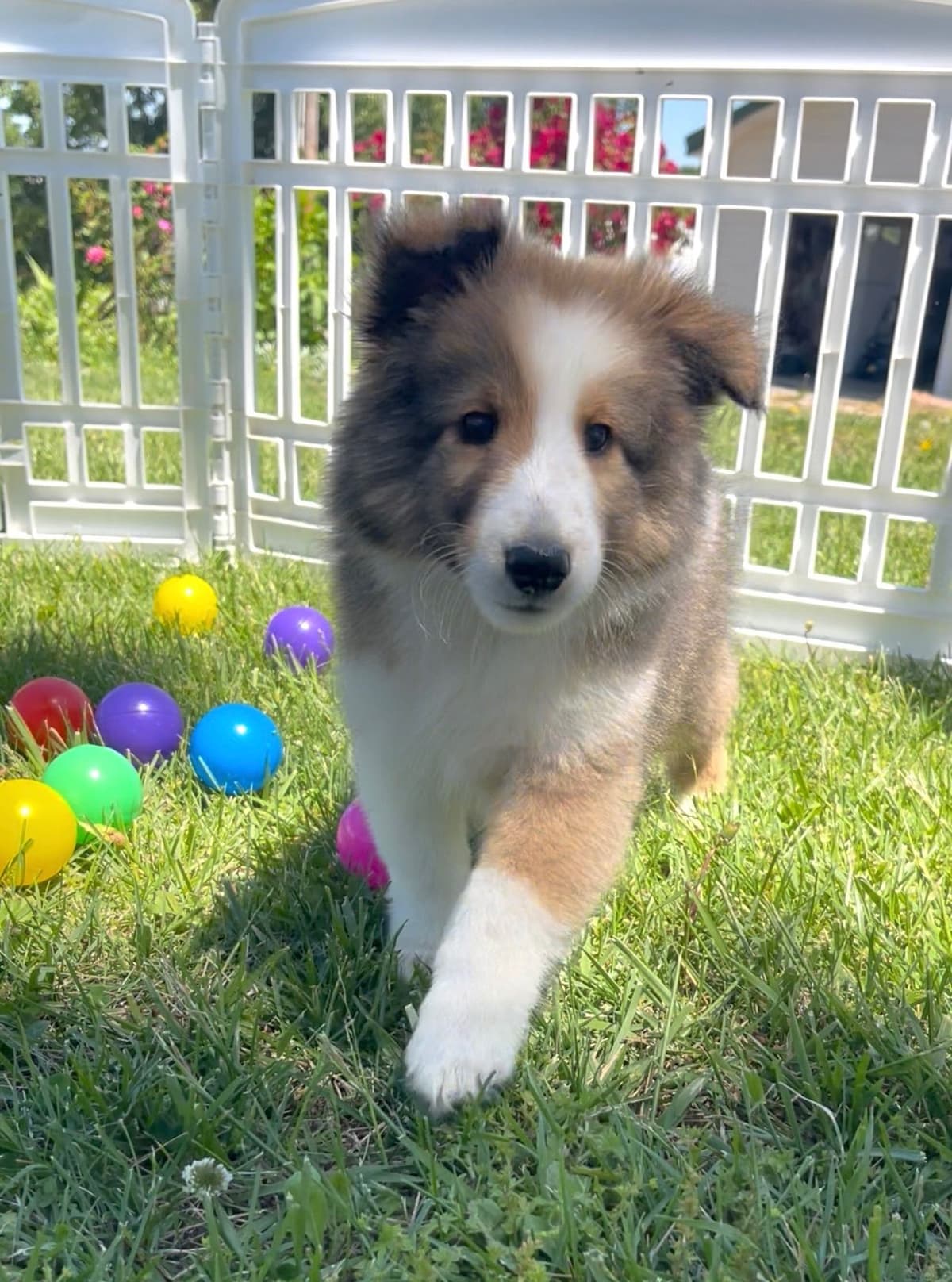 Shetland Sheepdog Puppies breeder image 10