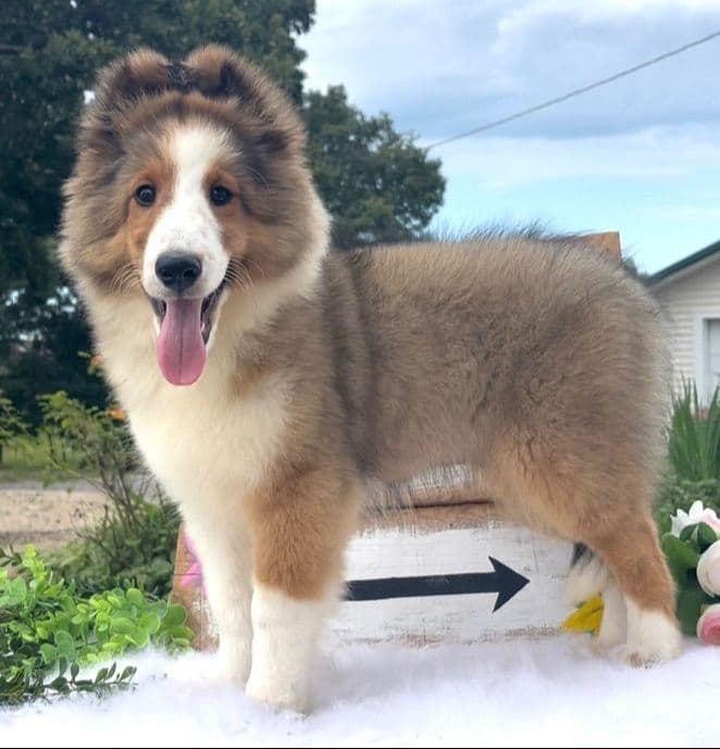 Shetland Sheepdog Puppies breeder image 11