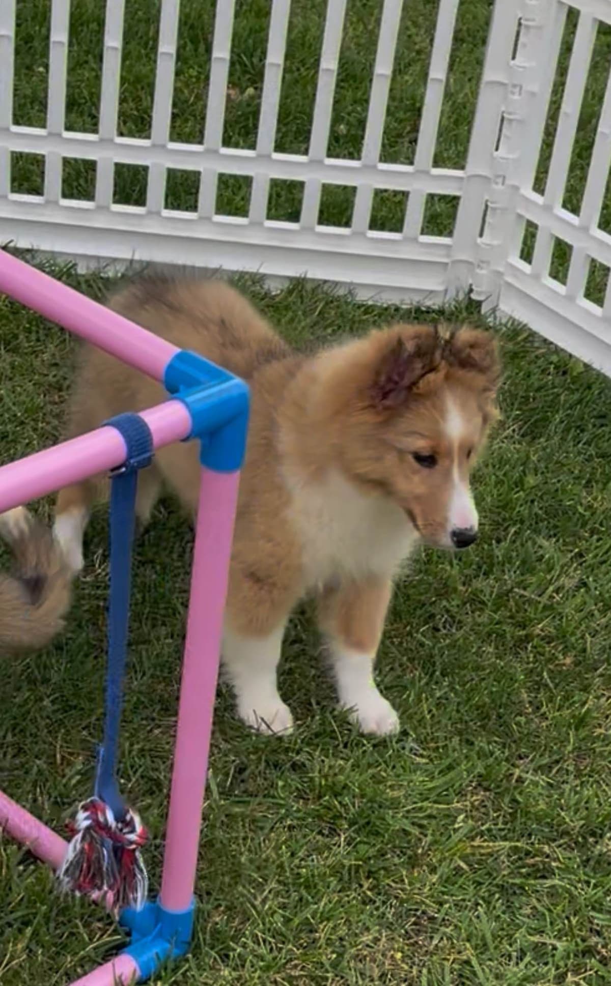 Shetland Sheepdog Puppies breeder image 12