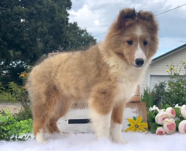 Shetland Sheepdog Puppies media 9