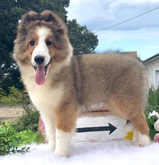 Shetland Sheepdog Puppies media 6