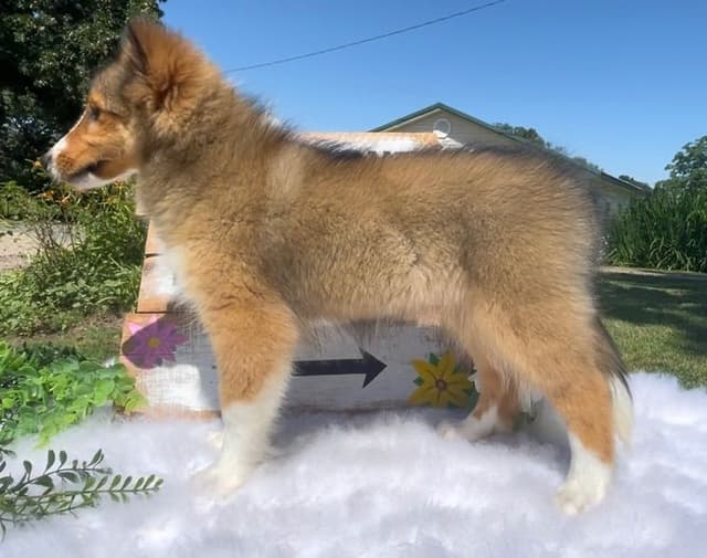 Shetland Sheepdog Puppies media 4