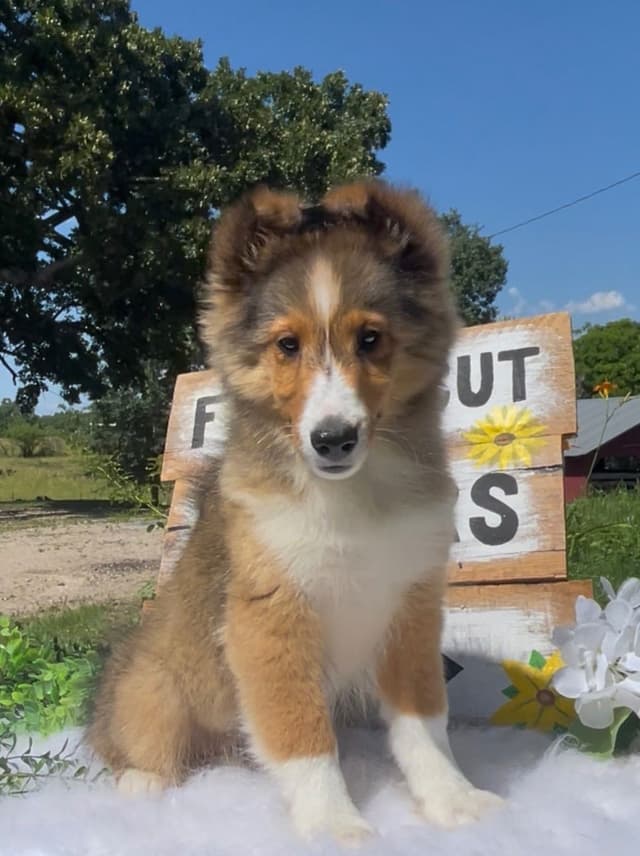 Shetland Sheepdog Puppies media 2
