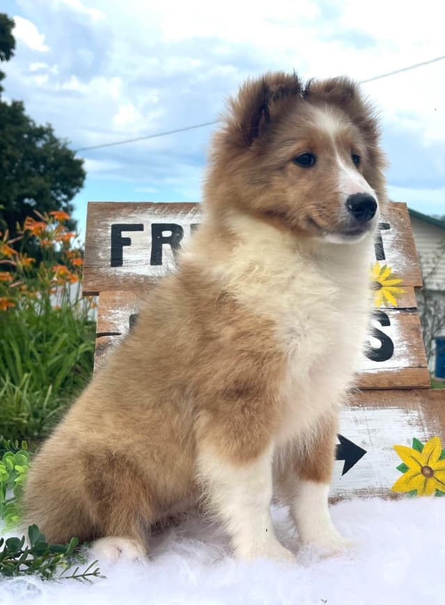 Shetland Sheepdog Puppies media 11