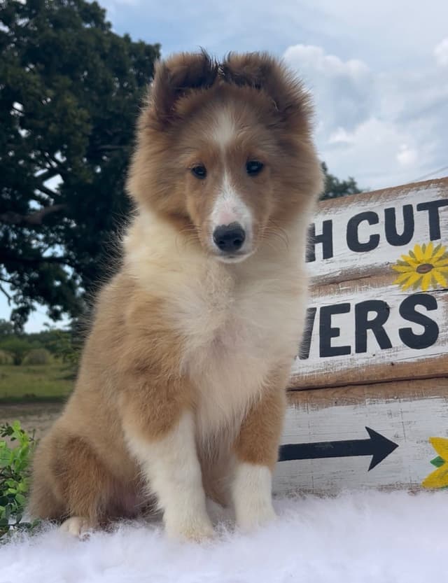 Shetland Sheepdog Puppies media 10