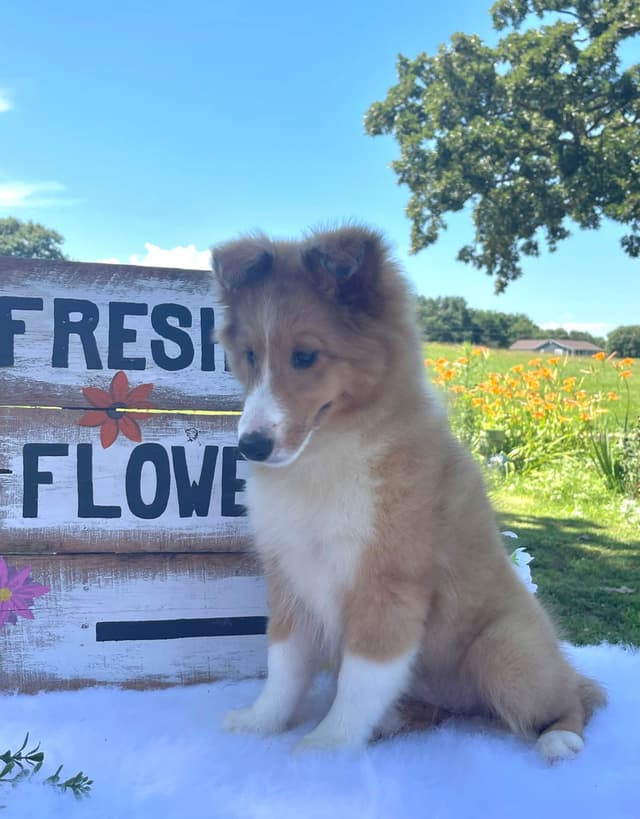 Shetland Sheepdog Puppies media 15