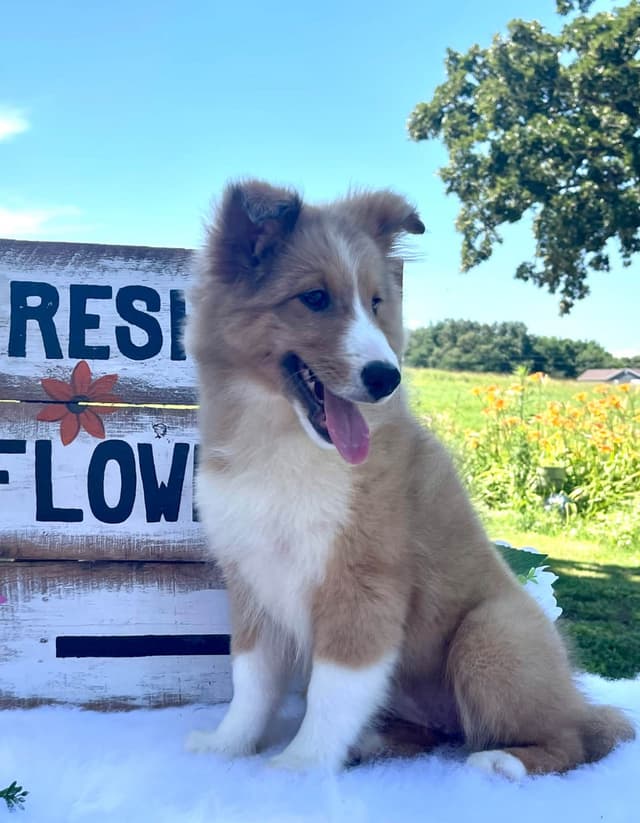 Shetland Sheepdog Puppies media 14