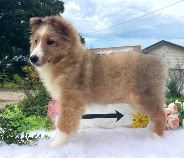 Shetland Sheepdog Puppies media 12