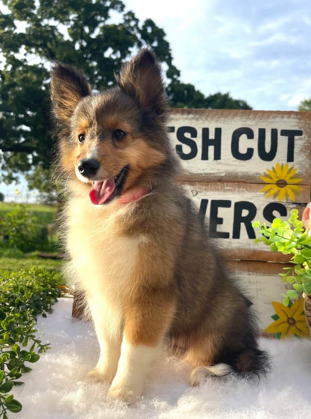 Shetland Sheepdog Puppies media 16
