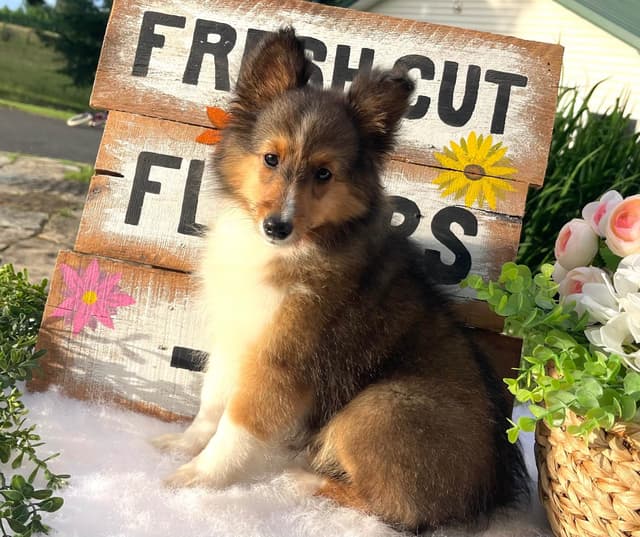 Shetland Sheepdog Puppies media 17