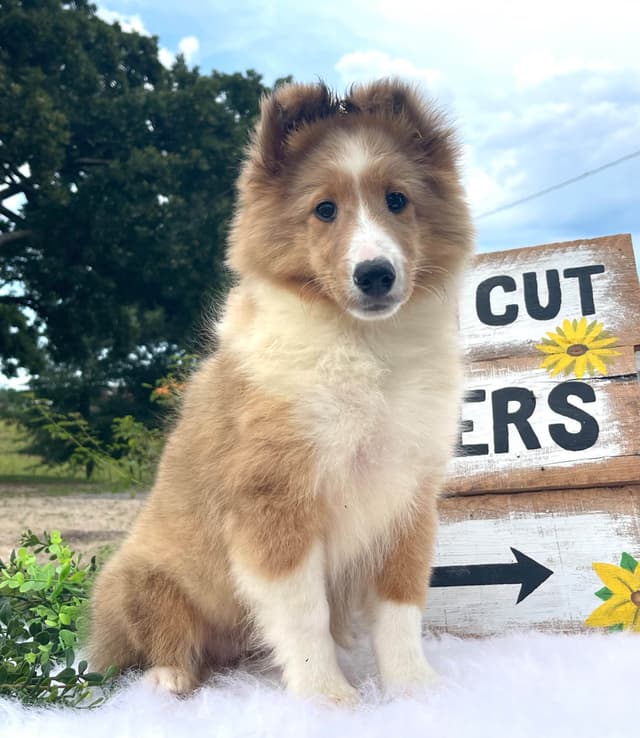 Shetland Sheepdog Puppies media 13