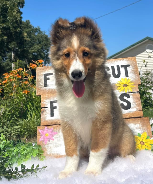Shetland Sheepdog Puppies media 5