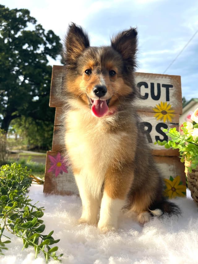 Shetland Sheepdog Puppies media 18
