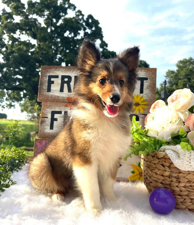 Shetland Sheepdog Puppies media 19