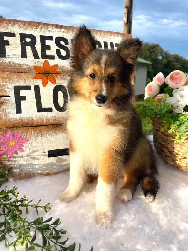 Shetland Sheepdog Puppies media 20