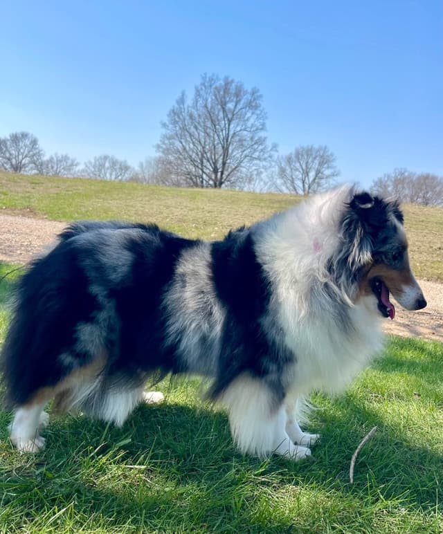 Shetland Sheepdog Puppies media 24