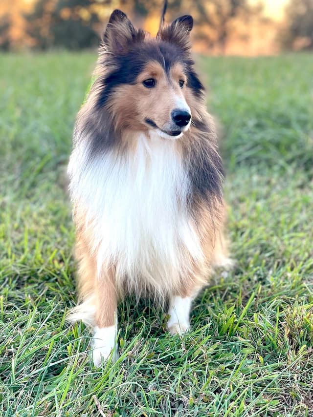 Shetland Sheepdog Puppies media 21