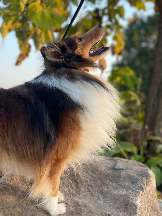 Shetland Sheepdog Puppies media 23