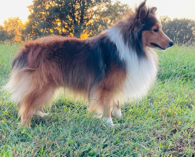 Shetland Sheepdog Puppies media 22