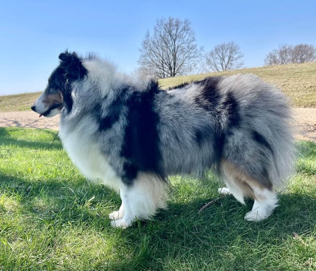 Shetland Sheepdog Puppies media 25