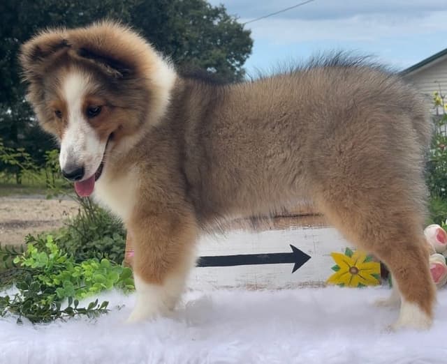 Shetland Sheepdog Puppies media 8