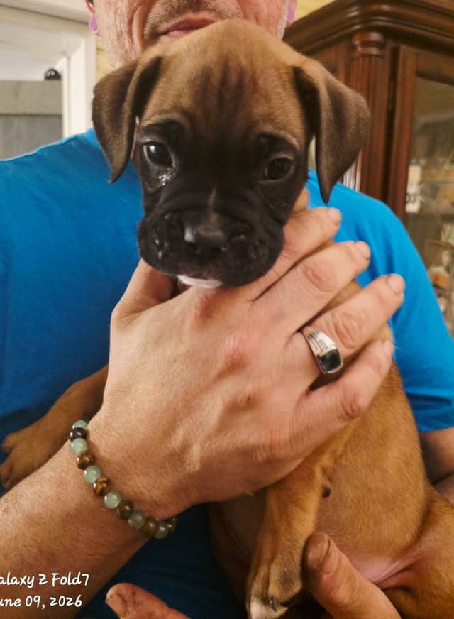 Boxer Puppies media 2