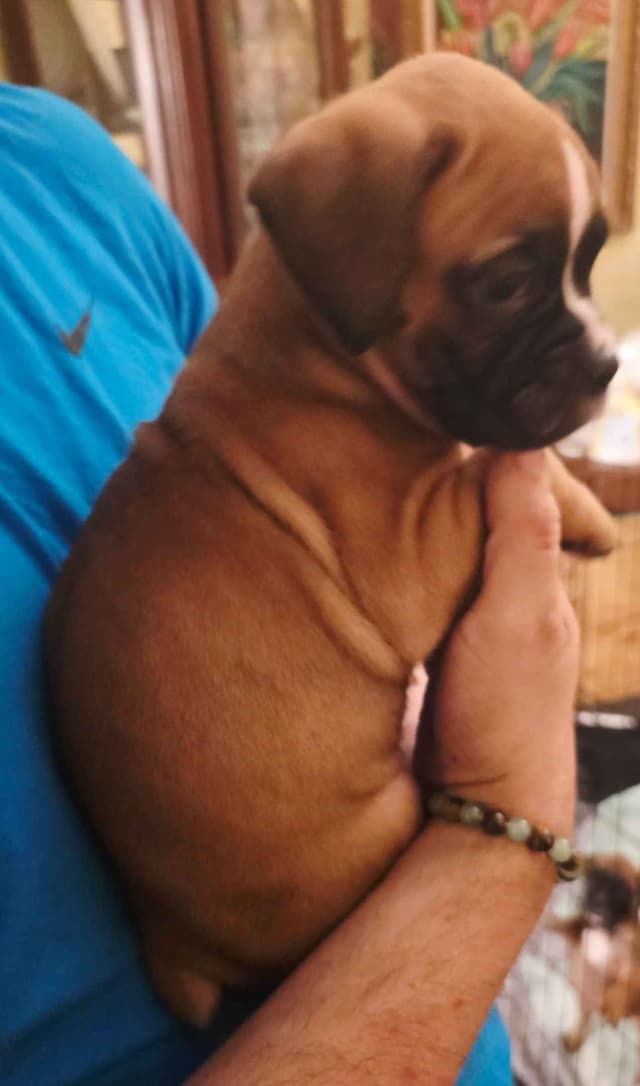 Boxer Puppies media 3
