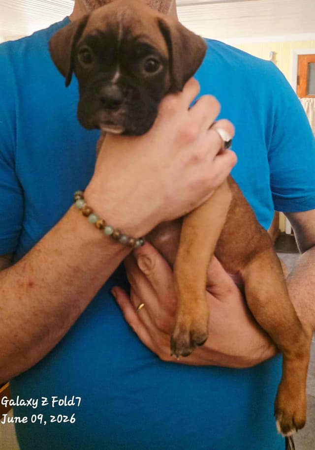 Boxer Puppies media 4