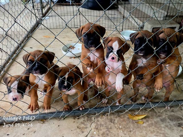 Boxer Puppies media 5