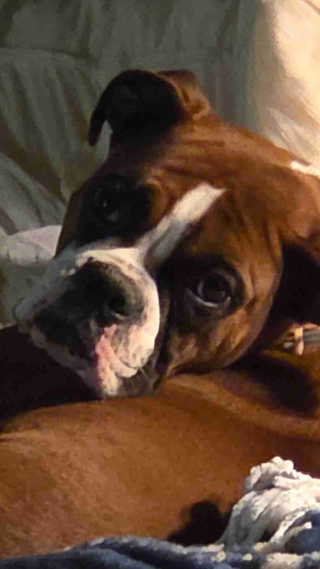 Boxer Puppies media 6