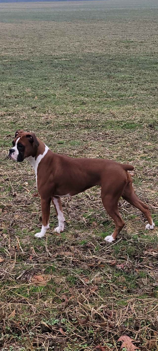 Boxer Puppies media 7