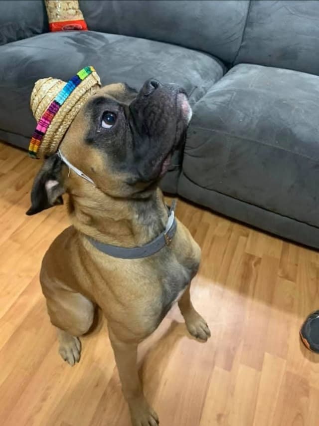Boxer Puppies media 8