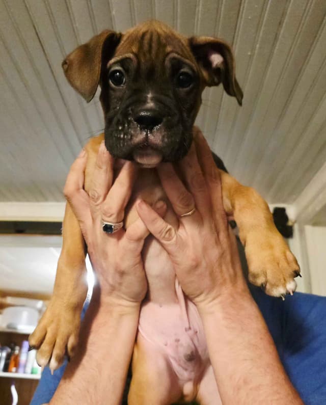 Boxer Puppies media 10