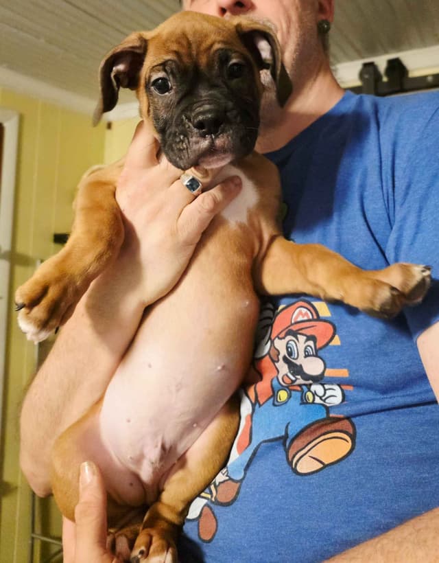 Boxer Puppies media 9