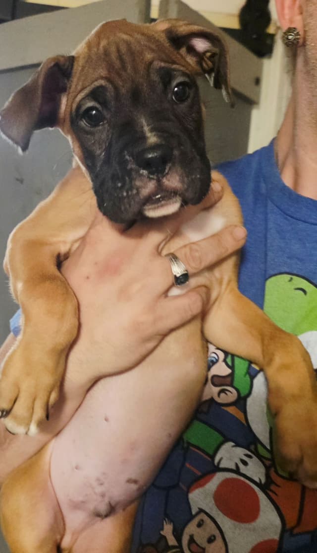 Boxer Puppies media 12