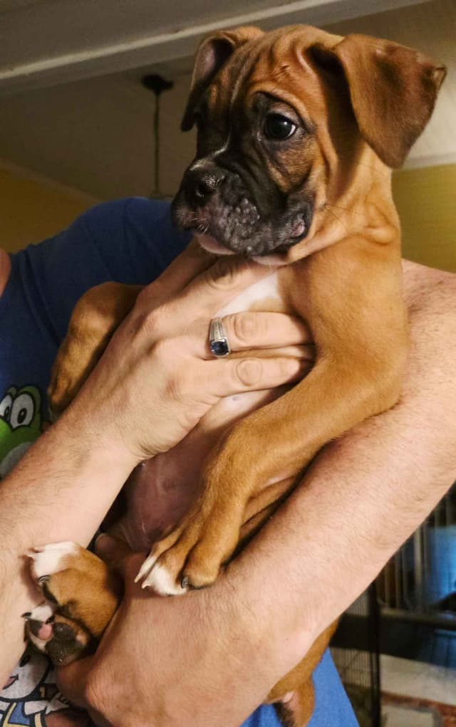Boxer Puppies media 14