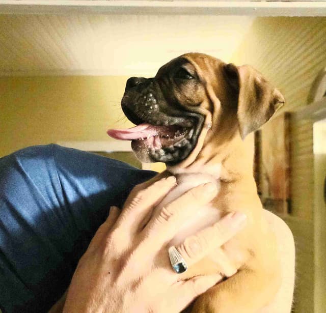Boxer Puppies media 11