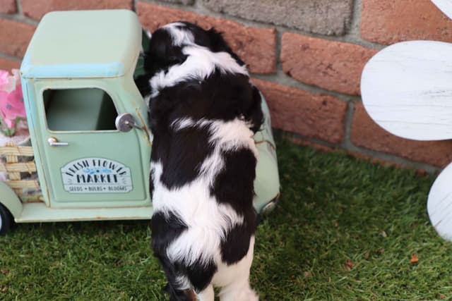 Cavalier King Charles Spaniel Puppies media 2