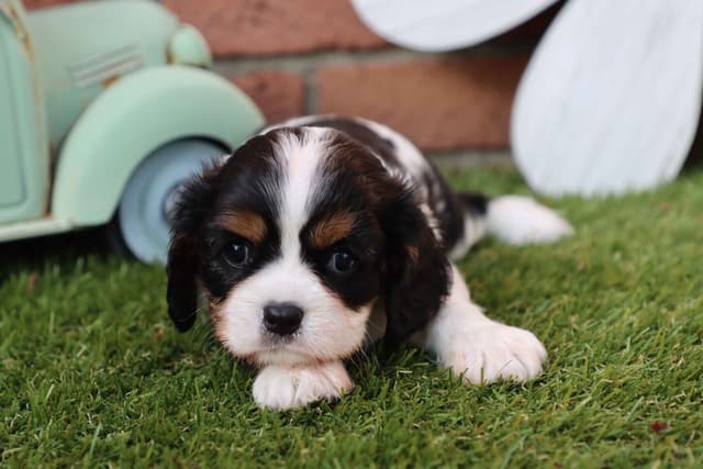 Cavalier King Charles Spaniel Puppies media 4