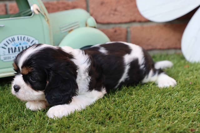 Cavalier King Charles Spaniel Puppies media 3