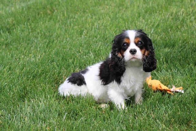 Cavalier King Charles Spaniel Puppies media 6