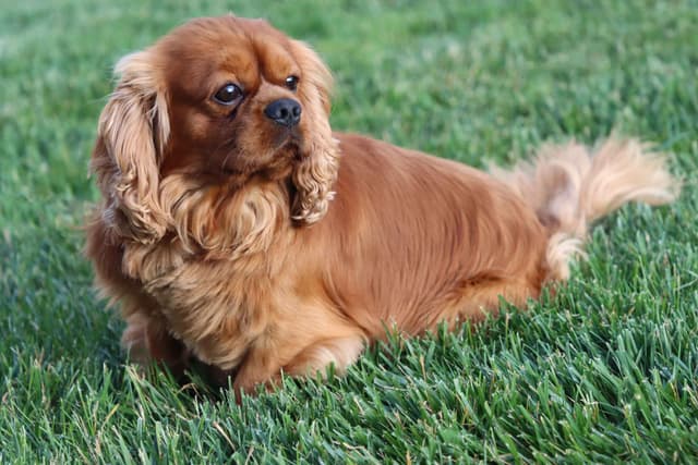 Cavalier King Charles Spaniel Puppies media 7