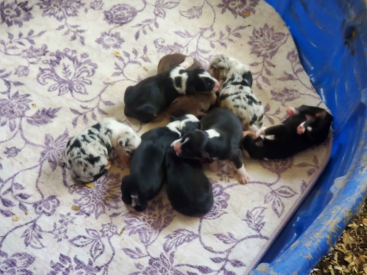 Australian Shepherd Puppies breeder image 1