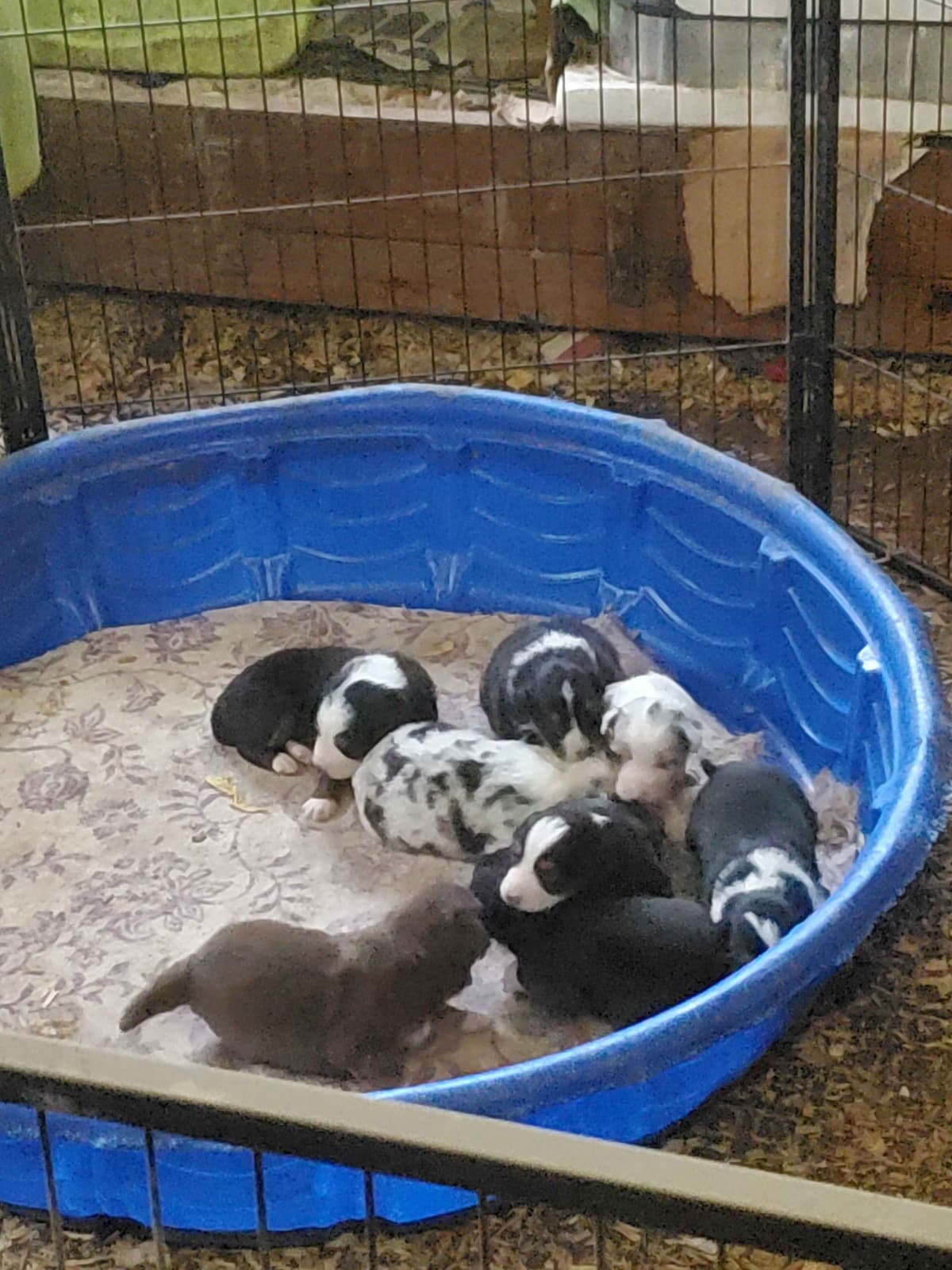 Australian Shepherd Puppies breeder image 2